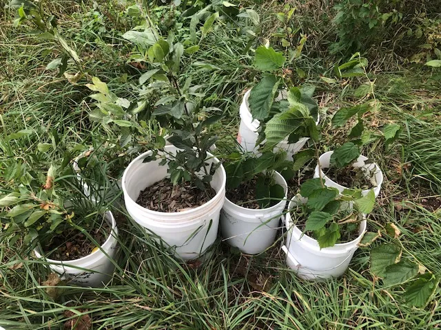 apple trees and hazelnut