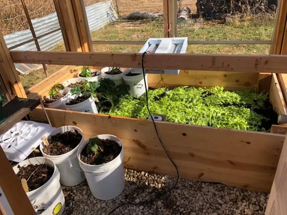 lettuce in the Greenhouse