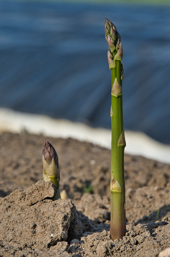 how to start your garden asparagus