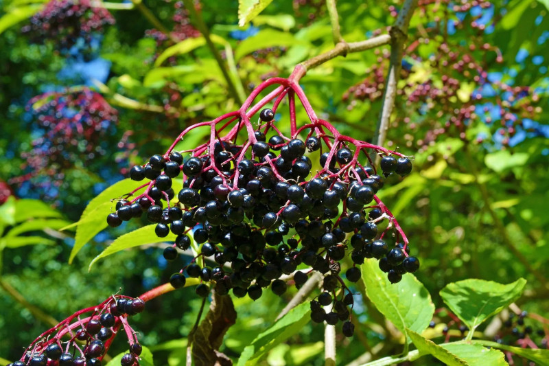 growing elderberry from cuttings