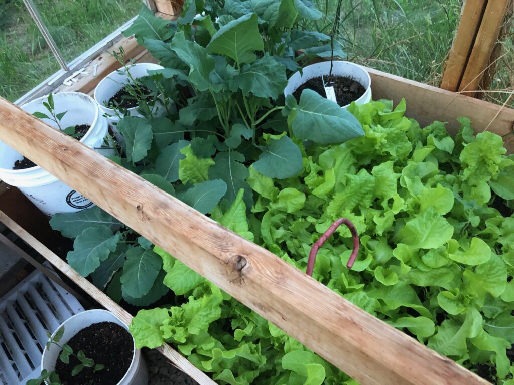 Greenhouse - lettuce and kale