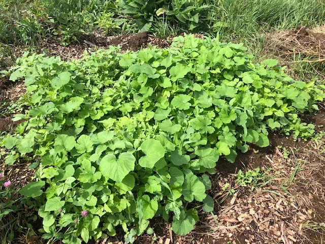 Creating a New Garden Bed with Milpa