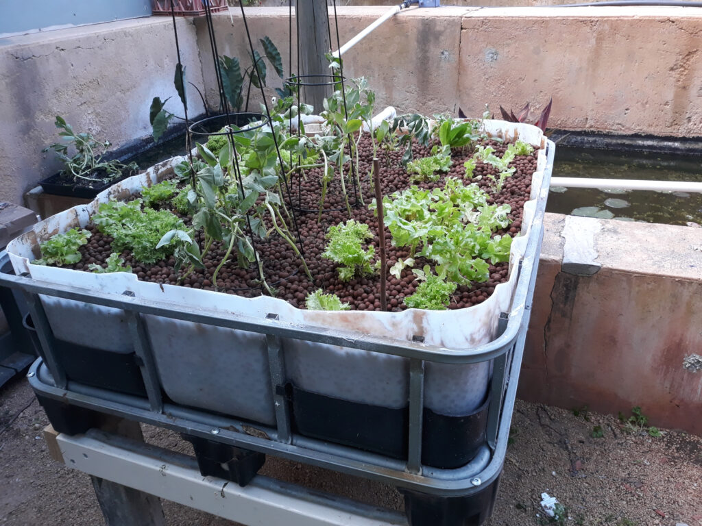 Aquaponics - complete