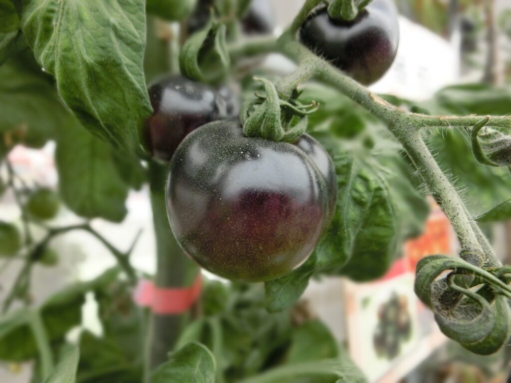 black-tomato