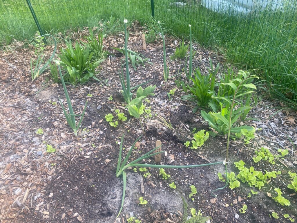 lettuce among the perennials