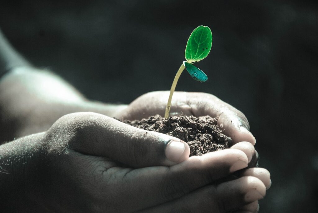 hands in the soil