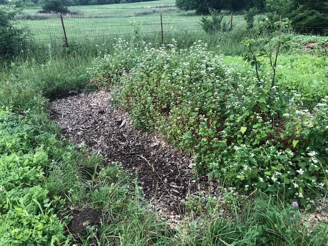 permaculture mound and swale