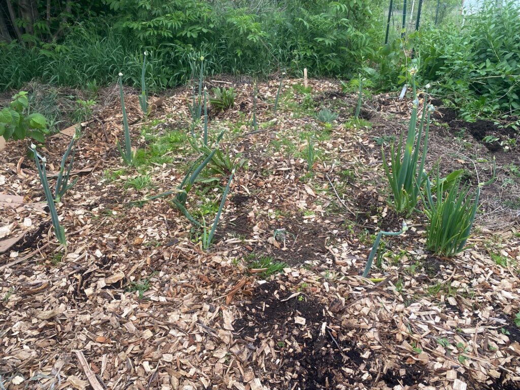 perennial bed