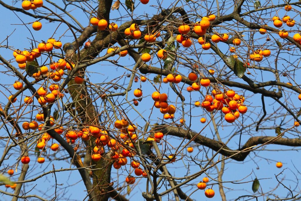 saving persimmon seeds