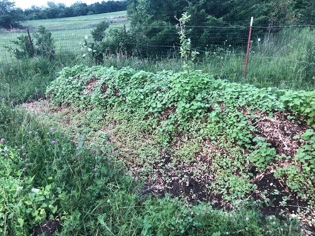permaculture mound and swale with apple
