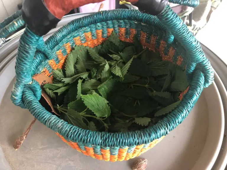 basket full of nettles