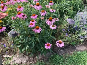 echinacea