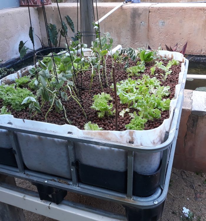 Homestead Aquaponics, Step by Step – The World’s Greatest Ebb and Flow Bed