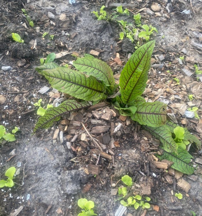 Interplanting Perennials with Annuals in the Garden