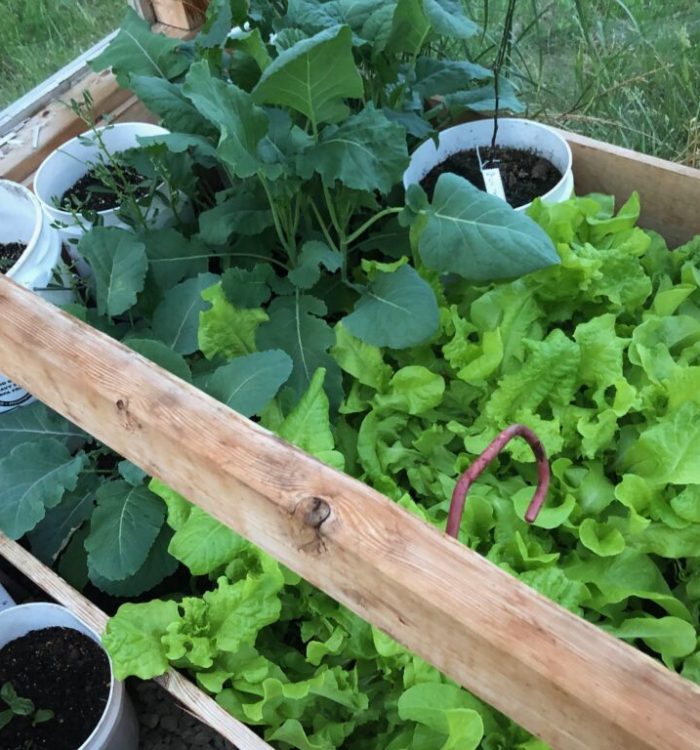 Plant Leaf Lettuce to Eat Lettuce All Season