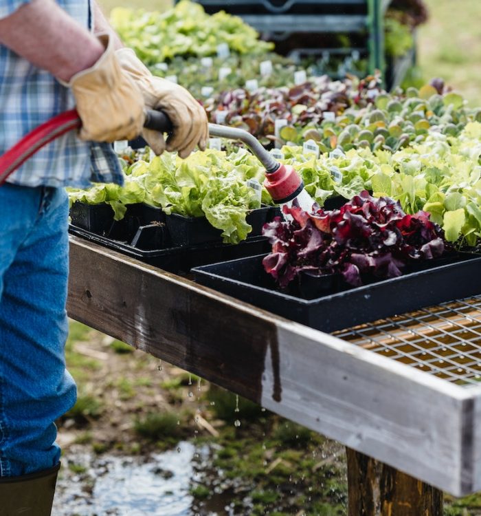 Quickstart with Container Gardening in Small Spaces